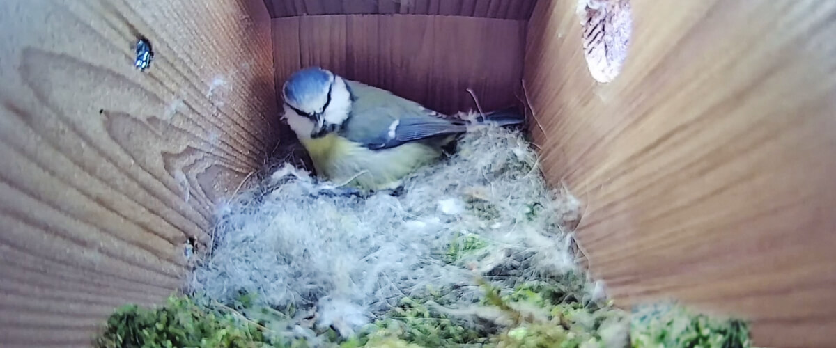 Birdhouse Spy Cam Hawk Eye video